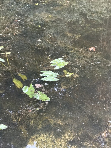 Nuphar sagittifolia