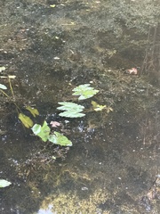 Nuphar sagittifolia