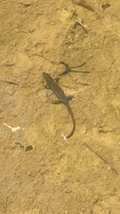 Pleurodelinae
