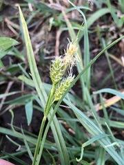Carex michelii