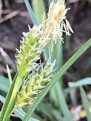 Carex michelii