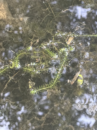 Mayaca fluviatilis, photograph 4