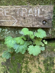 Heuchera missouriensis
