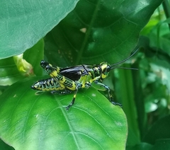 Chromacris psittacus pacificus