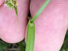 Carex michelii