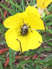Oenothera berlandieri