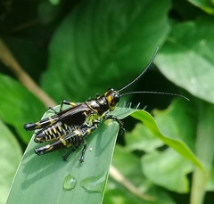 Chromacris psittacus pacificus