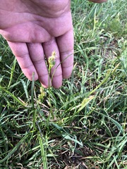 Carex michelii