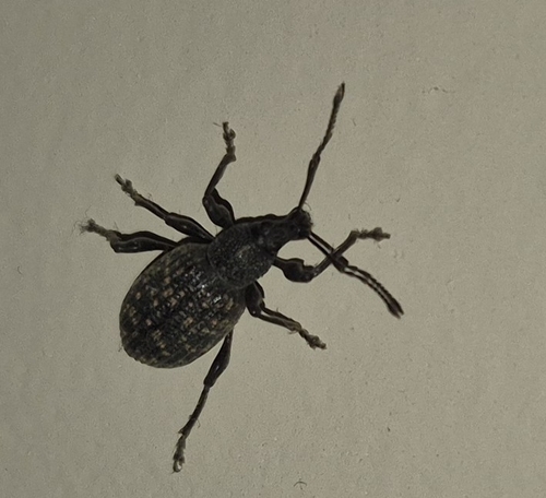 Black Vine Weevil