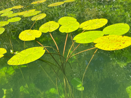 yellow water-lily