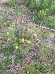 Oenothera berlandieri
