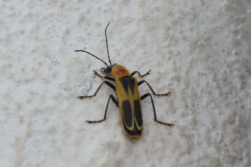 Chauliognathus omissus observed 2026-08-13