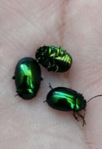 Chrysolina viridana