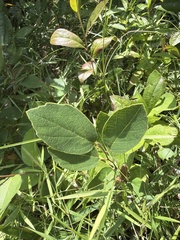 Fothergilla gardenii
