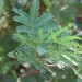 Acacia farnesiana