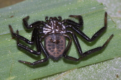Vectius niger