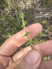 author not stated, no rights reserved Liatris squarrulosa, photograph author not stated, no rights reserved