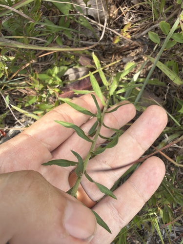 Liatris squarrulosa, photograph 4
