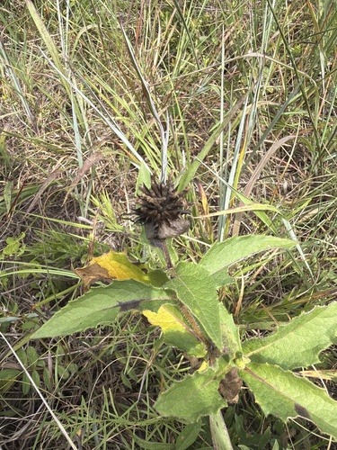 Tetragonotheca helianthoides, photograph 2
