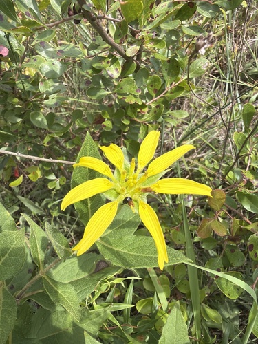 Tetragonotheca helianthoides, photograph 3
