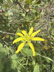 author not stated, no rights reserved Tetragonotheca helianthoides, photograph author not stated, no rights reserved