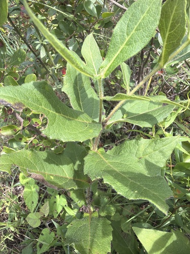 Tetragonotheca helianthoides, photograph 4