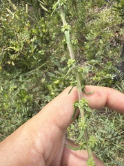 author not stated, no rights reserved Liatris squarrulosa, photograph author not stated, no rights reserved