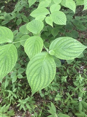 Cornus florida urbiniana