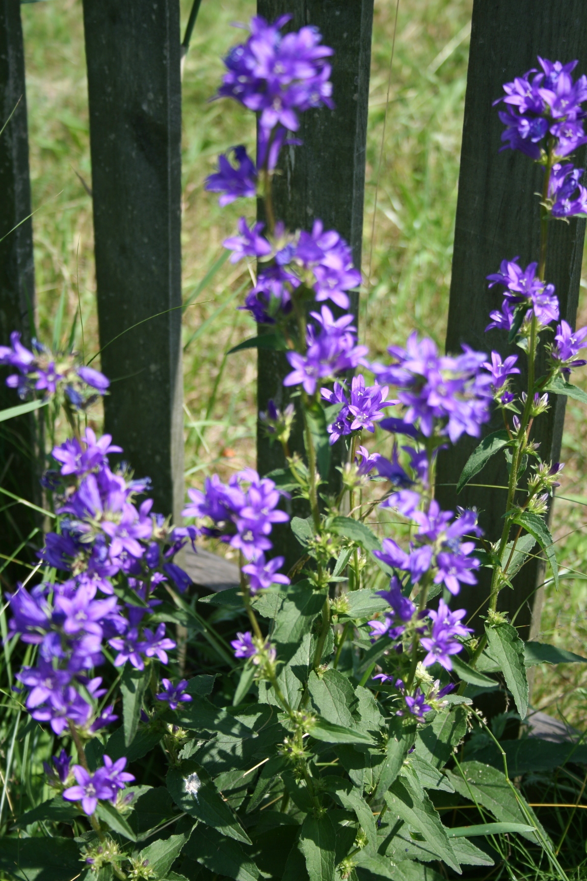 【希少】A Darden of Bell Flowers Pacific Horticulture | Bellflowers