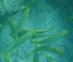 Lutjanus bengalensis