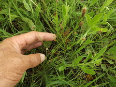 Eleocharis compressa