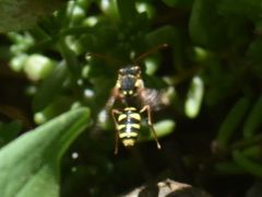 Nomada fulvicornis
