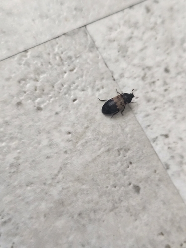 Larder Beetle