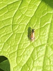 Athalia rosae