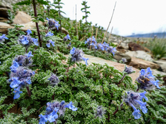Nepeta longibracteata