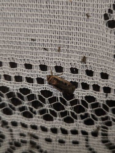 Flame Shoulder Moth
