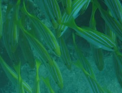 Lutjanus bengalensis