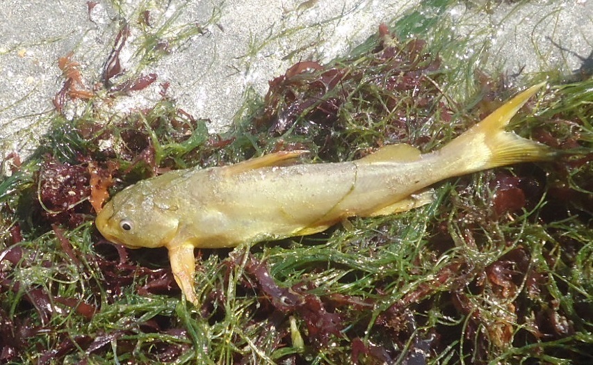 Raspfin Sea Catfish