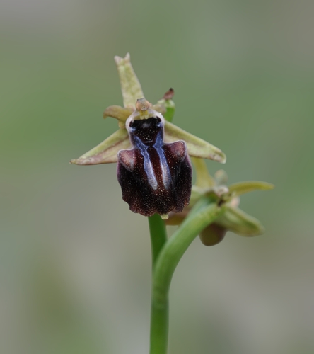 Bosom Orchid