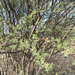 Acacia farnesiana