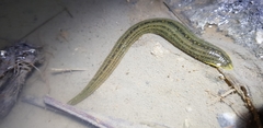 Whitmania pigra