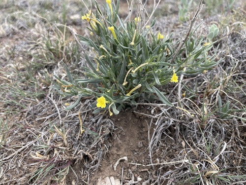 Lithospermum incisum, photograph 3