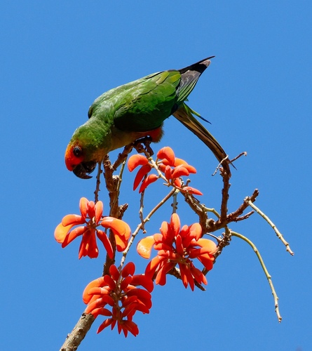 Golden-capped Parakeet