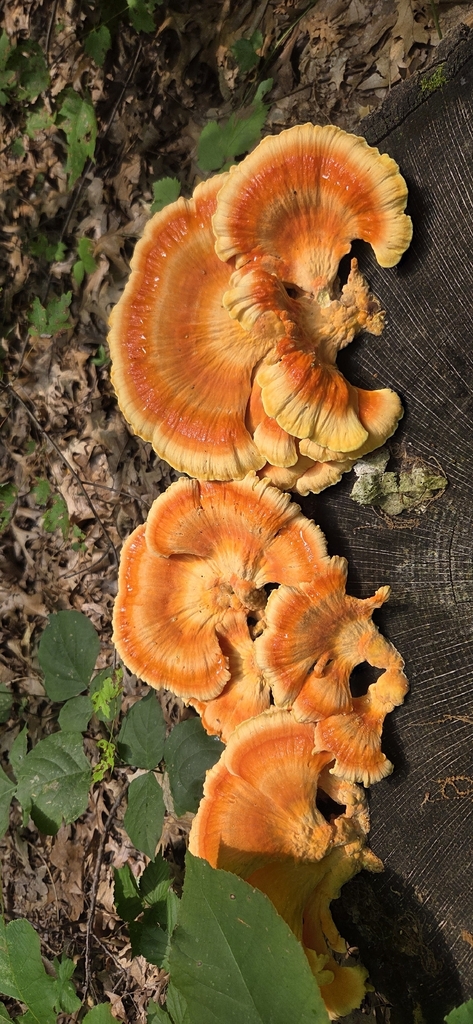 chicken of the woods · August 2026 · photo: Photo: (c) WF_MI, some rights reserved (CC BY) · iNaturalist
