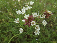 Allium canadense