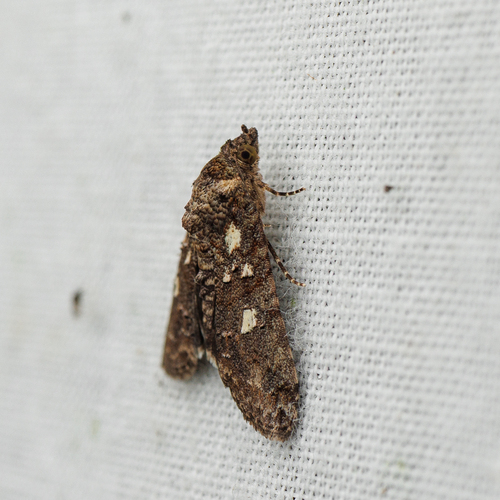 Lophoptera hemithyris