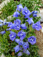 Delphinium brunonianum