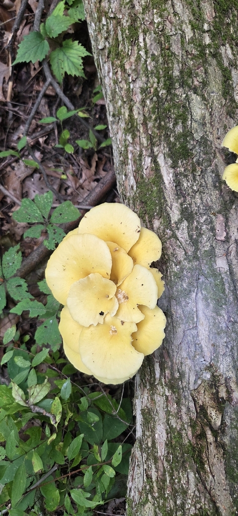 Golden Oyster Mushroom · August 2026 · photo: Photo: (c) WF_MI, some rights reserved (CC BY) · iNaturalist