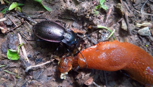 Miškinis puošniažygis nuotrauka