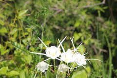 Hymenocallis liriosme